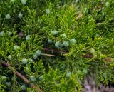 Juniperus sabina. Часть ветви с незрелыми шишкоягодами. Пермский край, г. Пермь, Свердловский р-н, клумба. 12.07.2019.