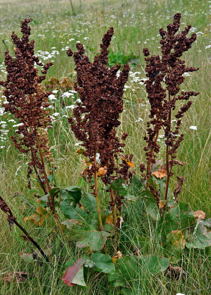 Image of Rumex confertus specimen.