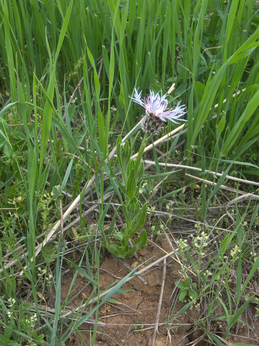 Image of Centaurea triumfettii specimen.