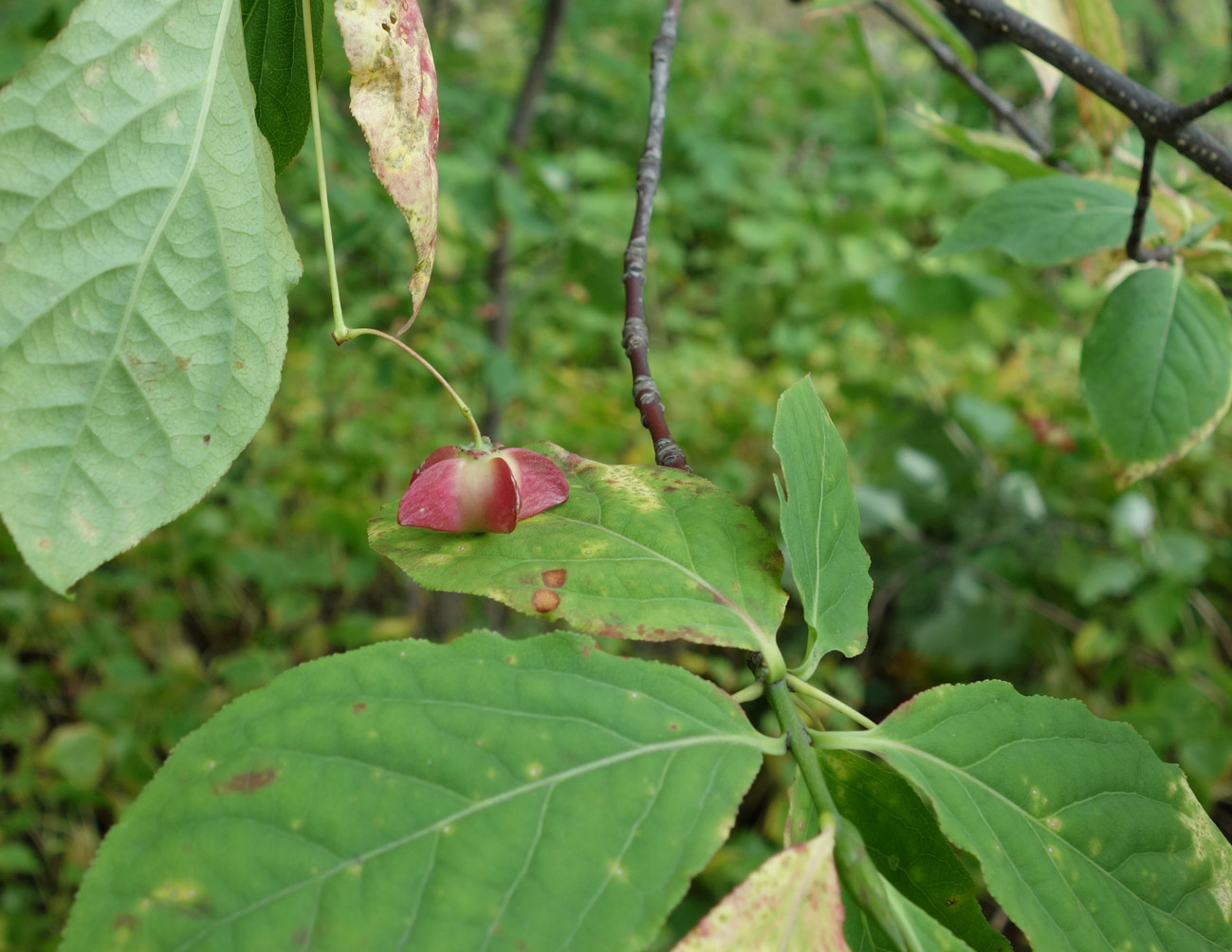 Изображение особи Euonymus miniatus.