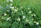 Geranium pratense. Цветущее растение (белоцветковая форма). Иркутская обл., Иркутский р-н, дер. Позднякова, в культуре (местный вид). 10.07.2019.