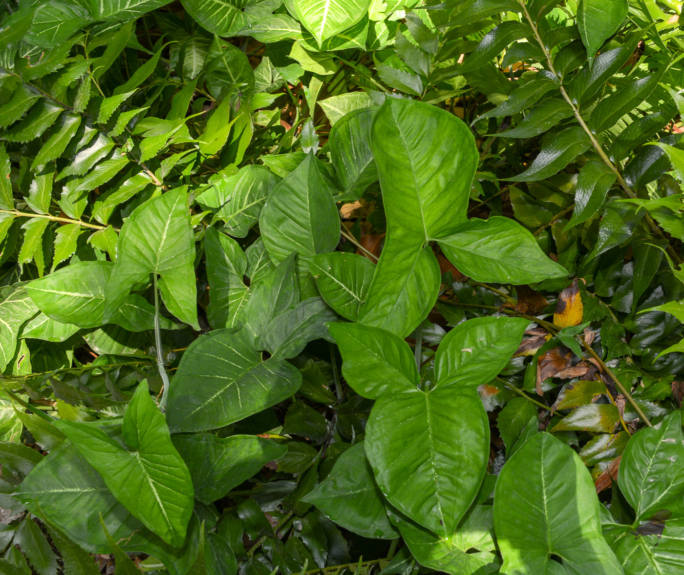 Image of Syngonium podophyllum specimen.