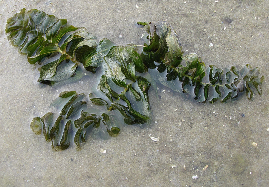 Image of Potamogeton perfoliatus specimen.