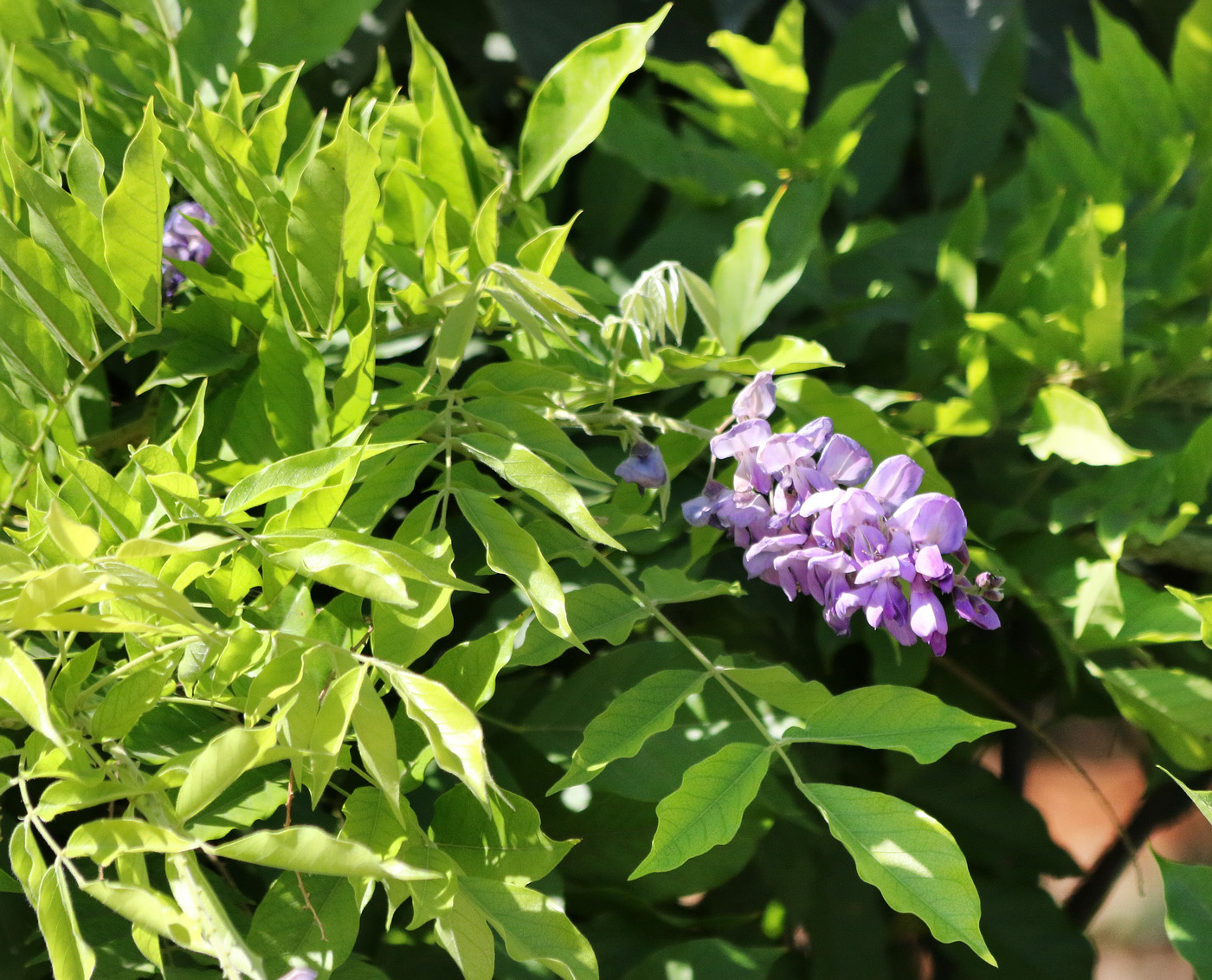 Image of genus Wisteria specimen.