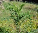 Echinops spinosissimus