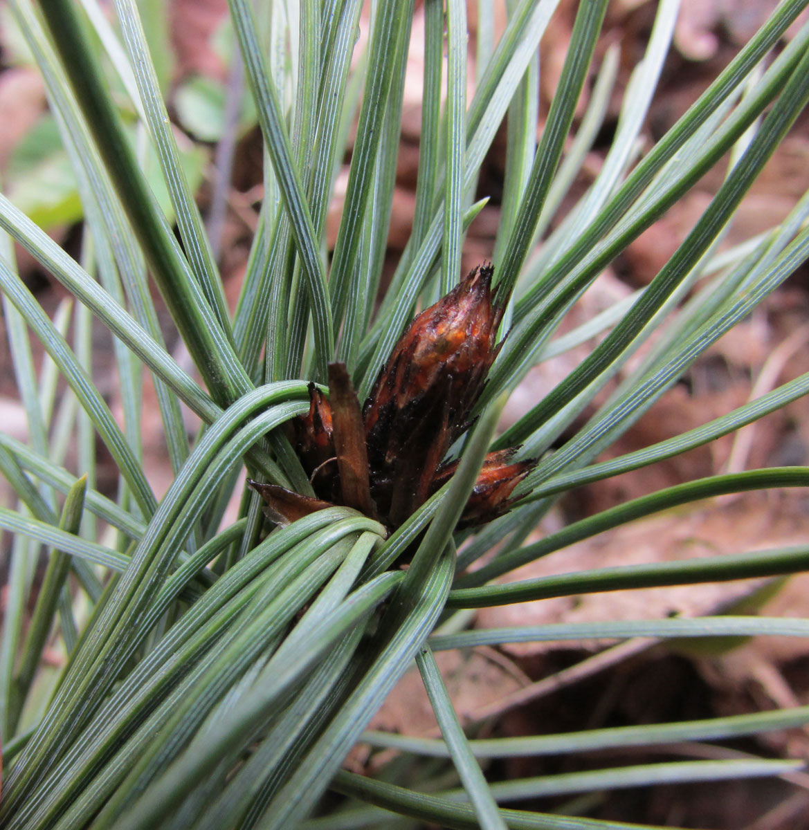 Изображение особи Pinus flexilis.