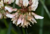 Trifolium amabile