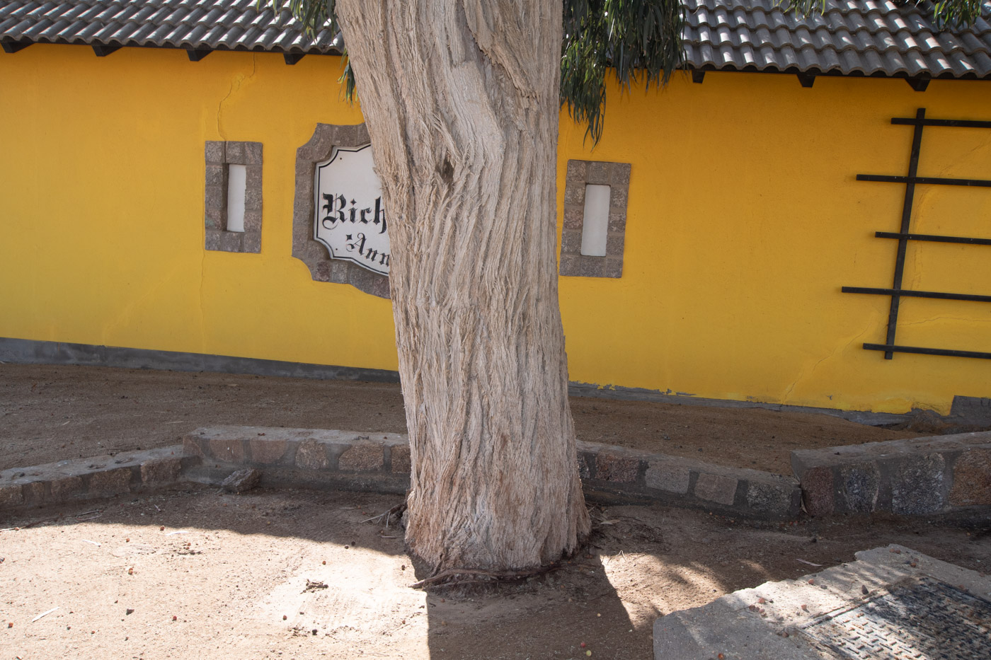 Image of genus Eucalyptus specimen.