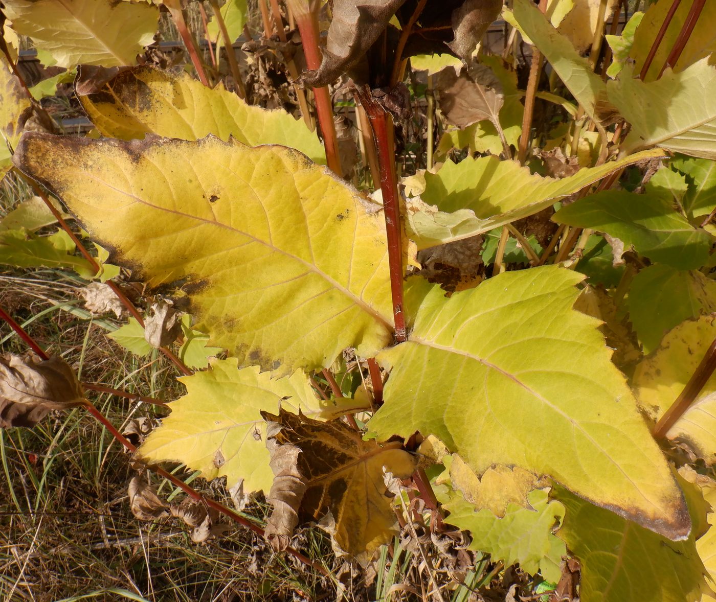 Изображение особи Silphium perfoliatum.