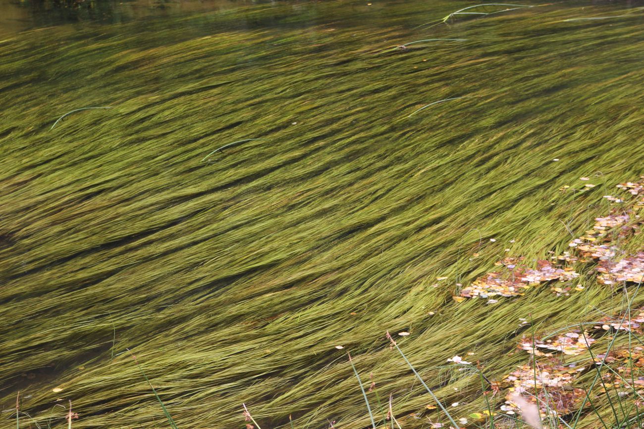 Image of Agrostis stolonifera specimen.