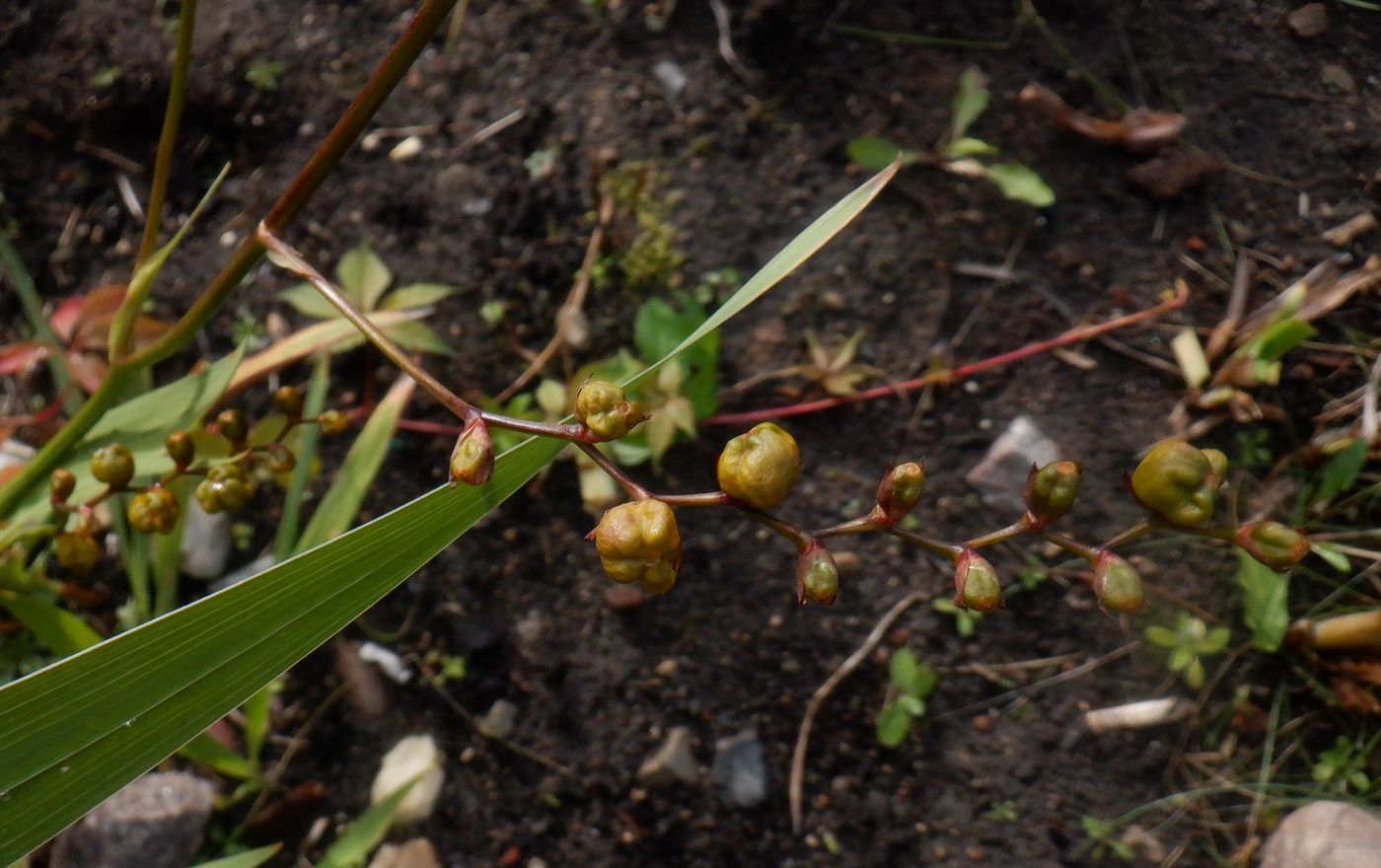 Image of Crocosmia &times; crocosmiiflora specimen.