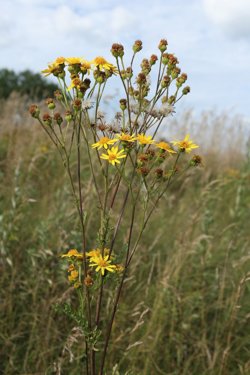 Image of Senecio jacobaea specimen.