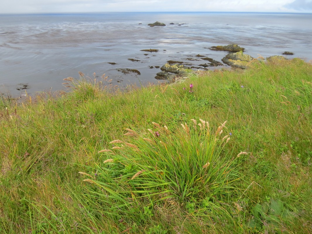 Image of genus Trisetum specimen.