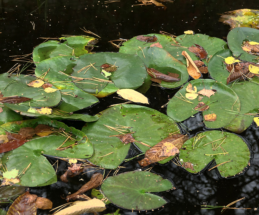 Image of Nymphaea candida specimen.