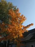 Acer platanoides. Крона плодоносящего дерева с листвой в осенней окраске. Карелия, г. Медвежьегорск, Привокзальный сквер, в палисаднике около дома. 26.09.2020.
