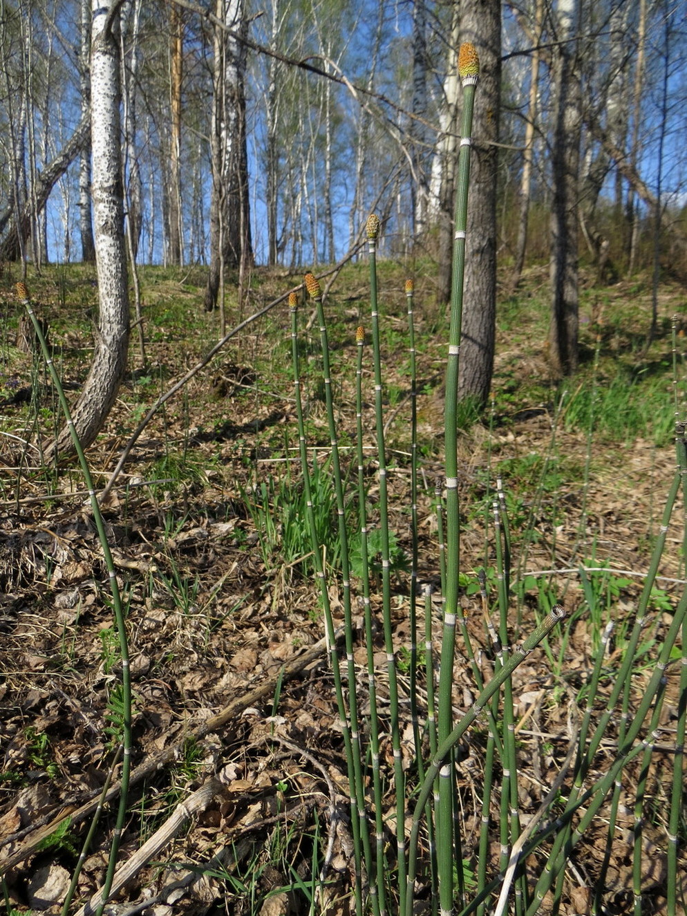 Image of Equisetum hyemale specimen.