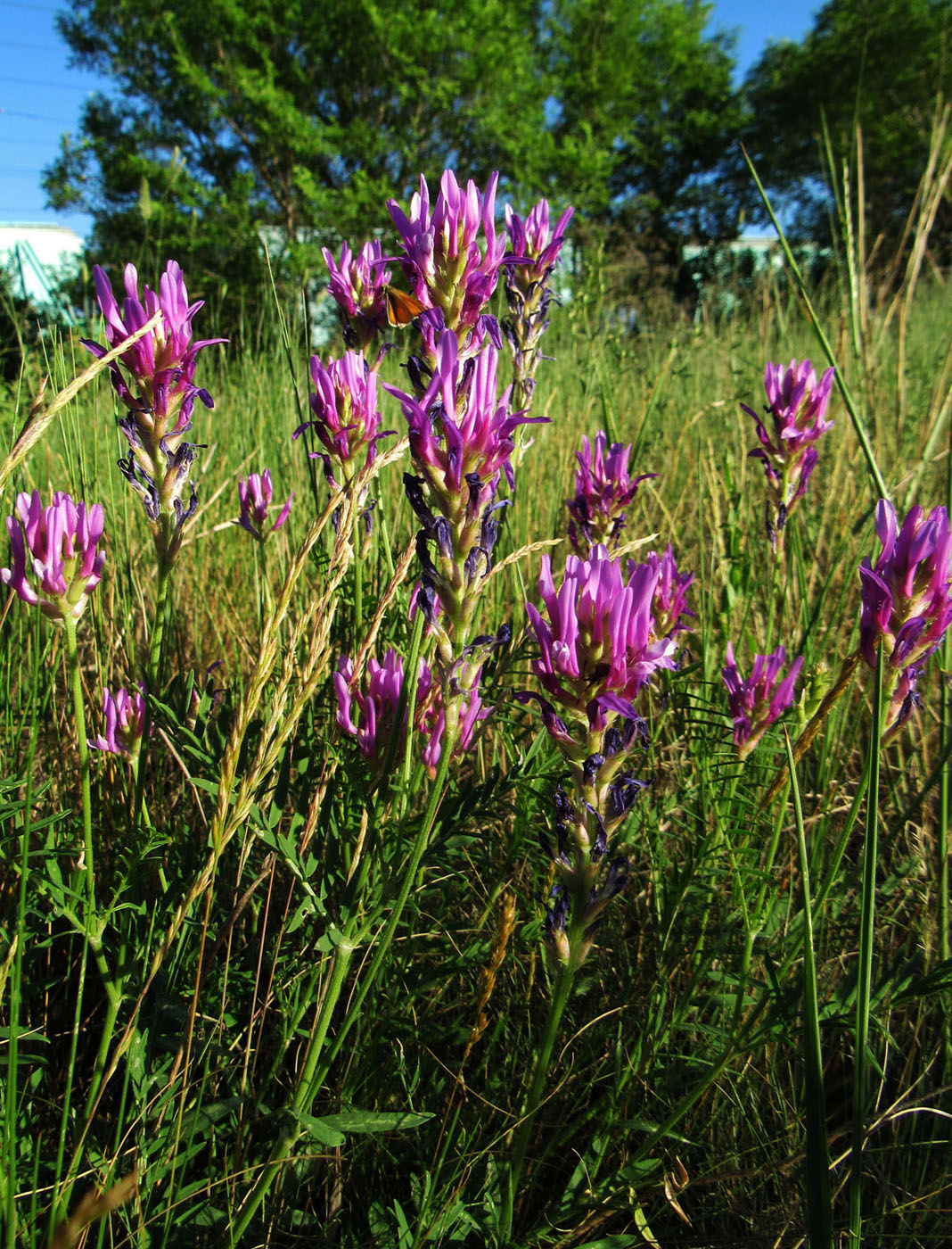 Изображение особи Astragalus onobrychis.