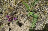 Oxytropis litwinowii