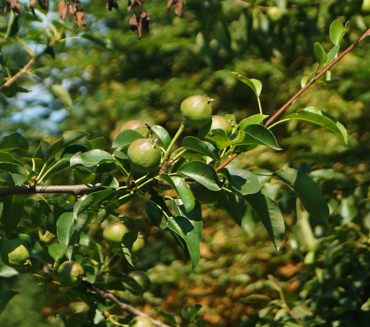 Изображение особи Pyrus communis.