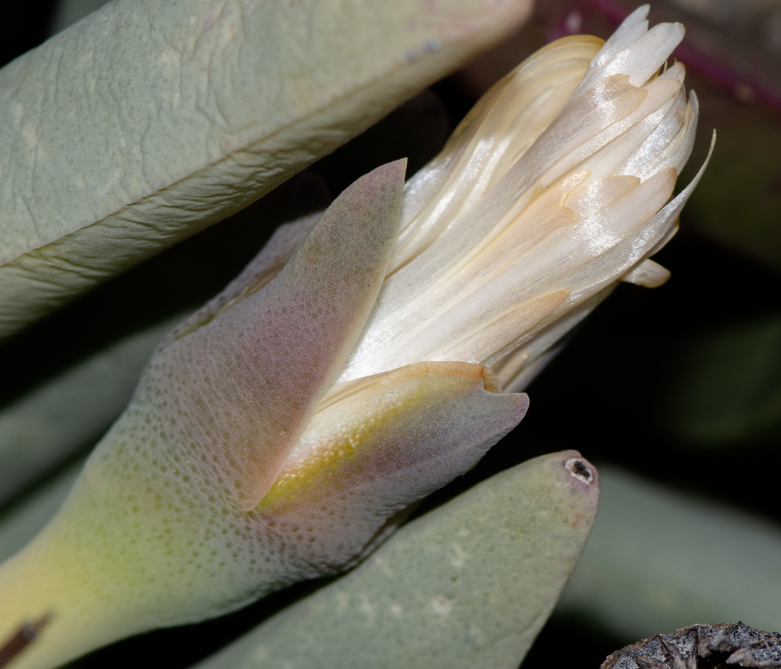 Image of Cheiridopsis denticulata specimen.