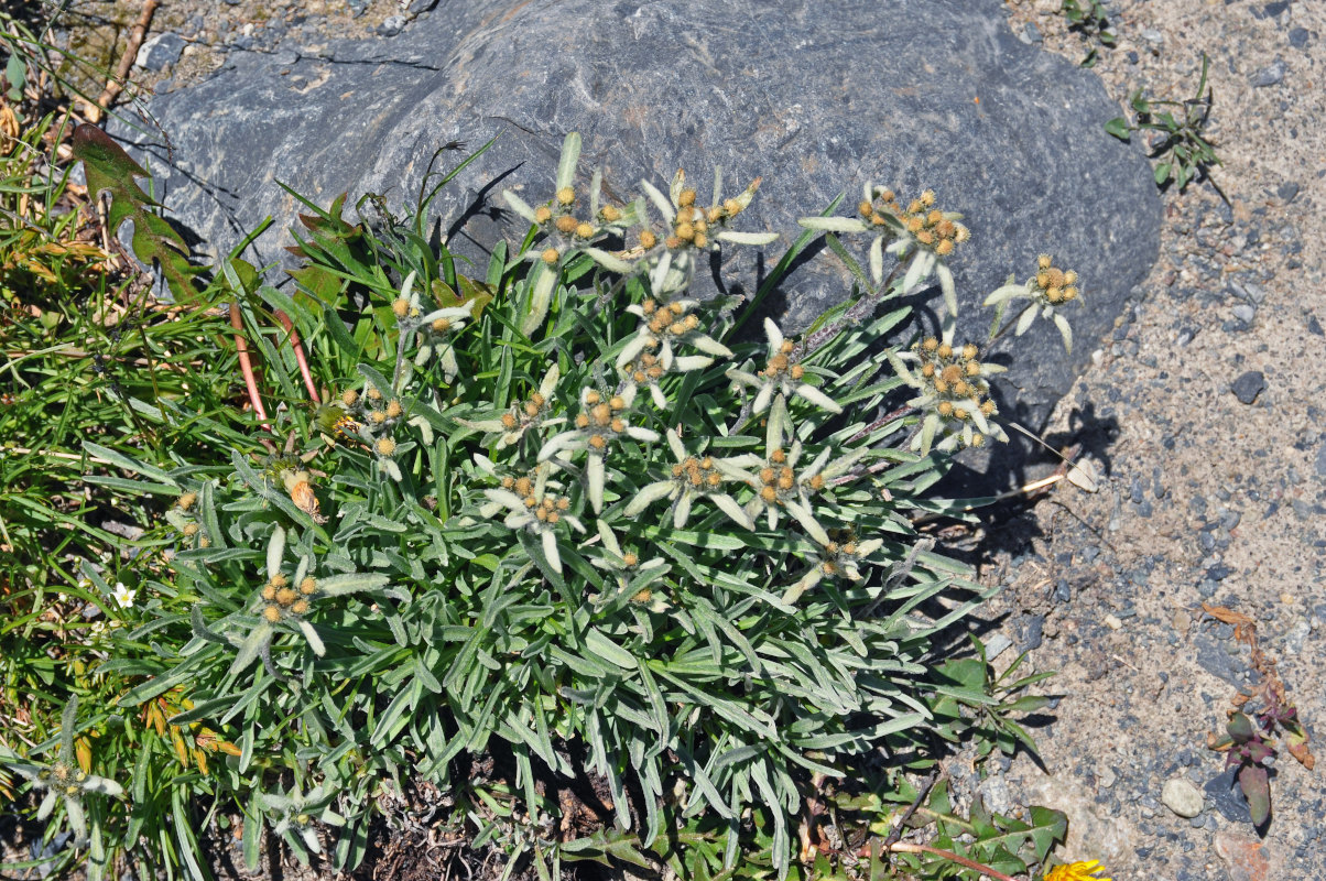 Изображение особи Leontopodium ochroleucum.