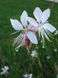 Gaura lindheimeri