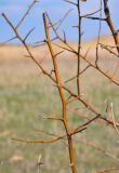 Elaeagnus angustifolia. Верхушка покоящейся ветви. Волгоградская обл., Калачёвский р-н, южное побережье Береславского водохранилища, пойменный луг. 16.04.2021.