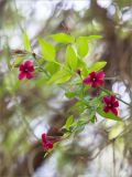 Jasminum beesianum. Верхушка веточки с соцветиями. Абхазия, г. Сухум, Сухумский ботанический сад, в культуре. 14.05.2021.