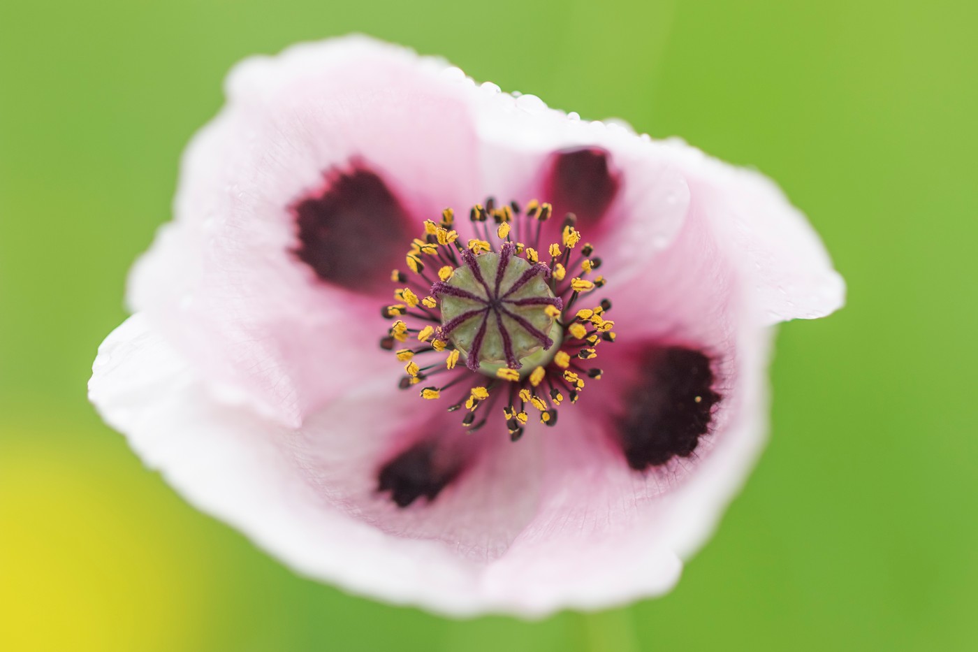 Изображение особи Papaver albiflorum.