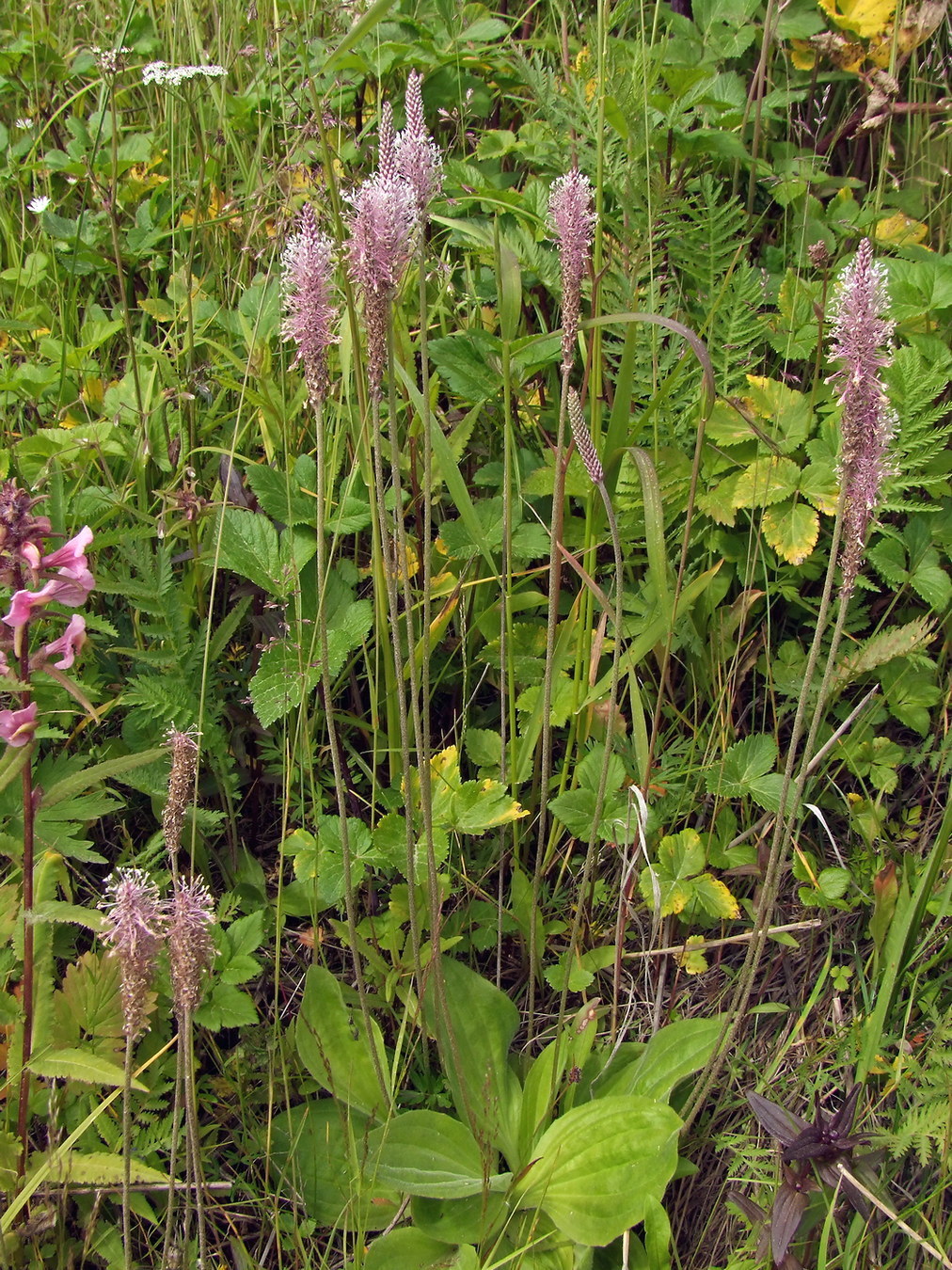 Изображение особи Plantago urvillei.