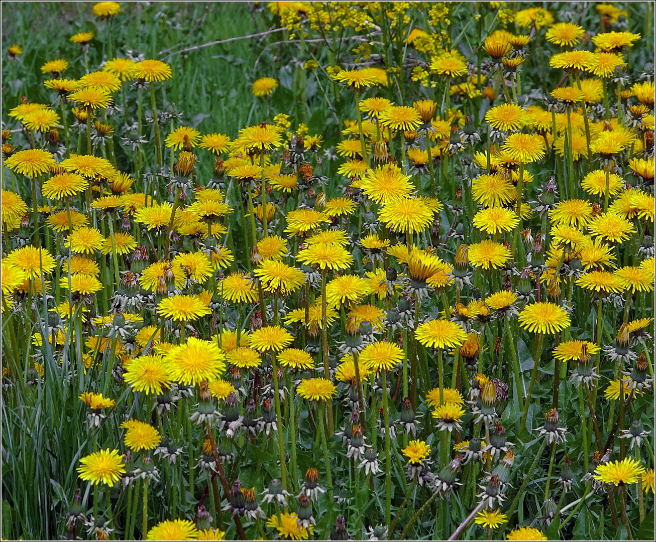 Изображение особи Taraxacum officinale.