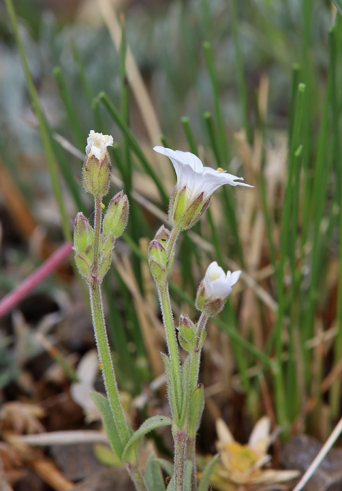 Image of genus Cerastium specimen.