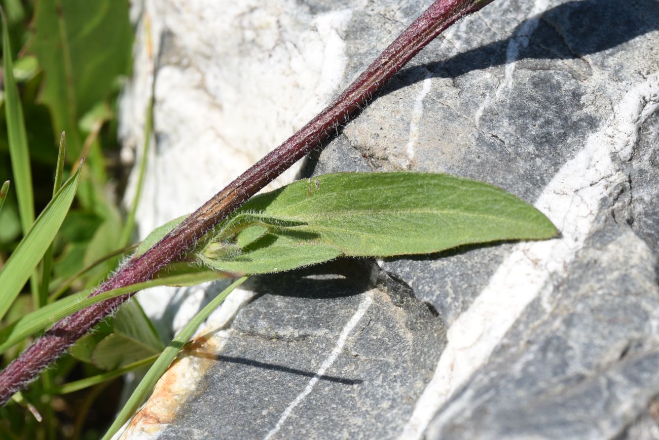 Image of Erigeron acris specimen.