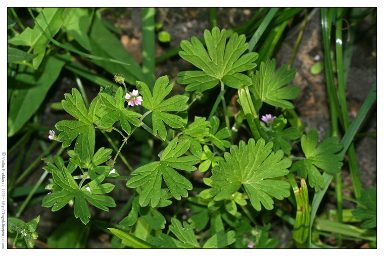 Изображение особи Geranium pusillum.