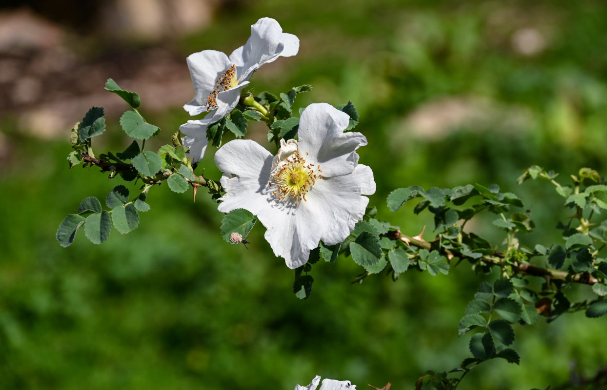 Изображение особи Rosa nanothamnus.