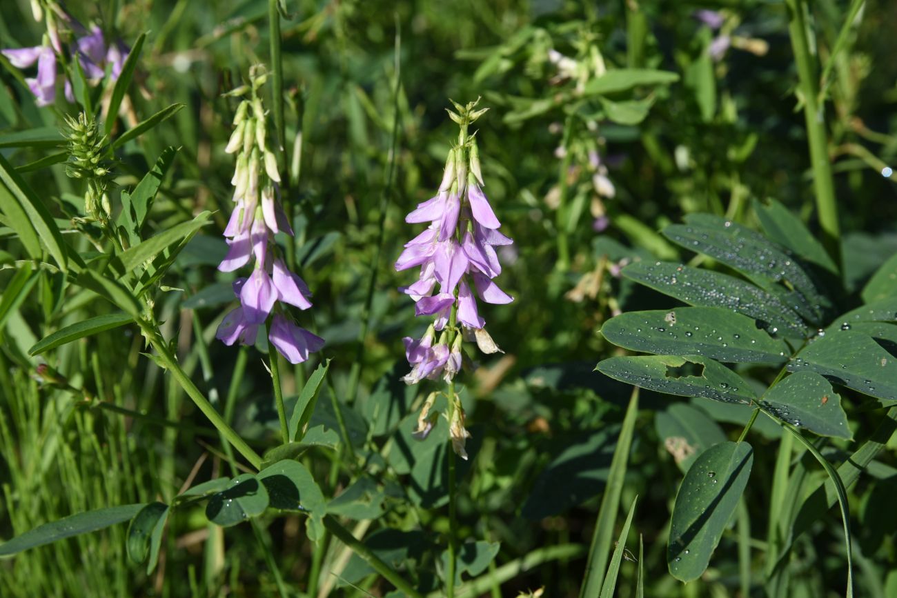 Image of Galega officinalis specimen.