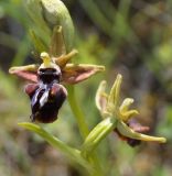 Ophrys mammosa. Цветок. Крым, Феодосия, хр. Тепе-Оба, глинистый склон, поляна. 10 мая 2021 г.