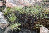 Plantago schrenkii. Плодоносящие и веретирующие растения на сырой моховой подушке в сообществе с Salix herbacea и Carex(?). Кольский р-н, окр. с. Териберка, природный парк «Териберка», высота 111.7 рядом с батареей № 199, крутой склон западной экспозиции, сырое скальное обнажение. 04.08.2022.