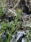 Erysimum hieraciifolium. Верхушка отцветающего плодоносящего побега. Магаданская обл., побережье бух. Гертнера, галечник. 28.07.2018.