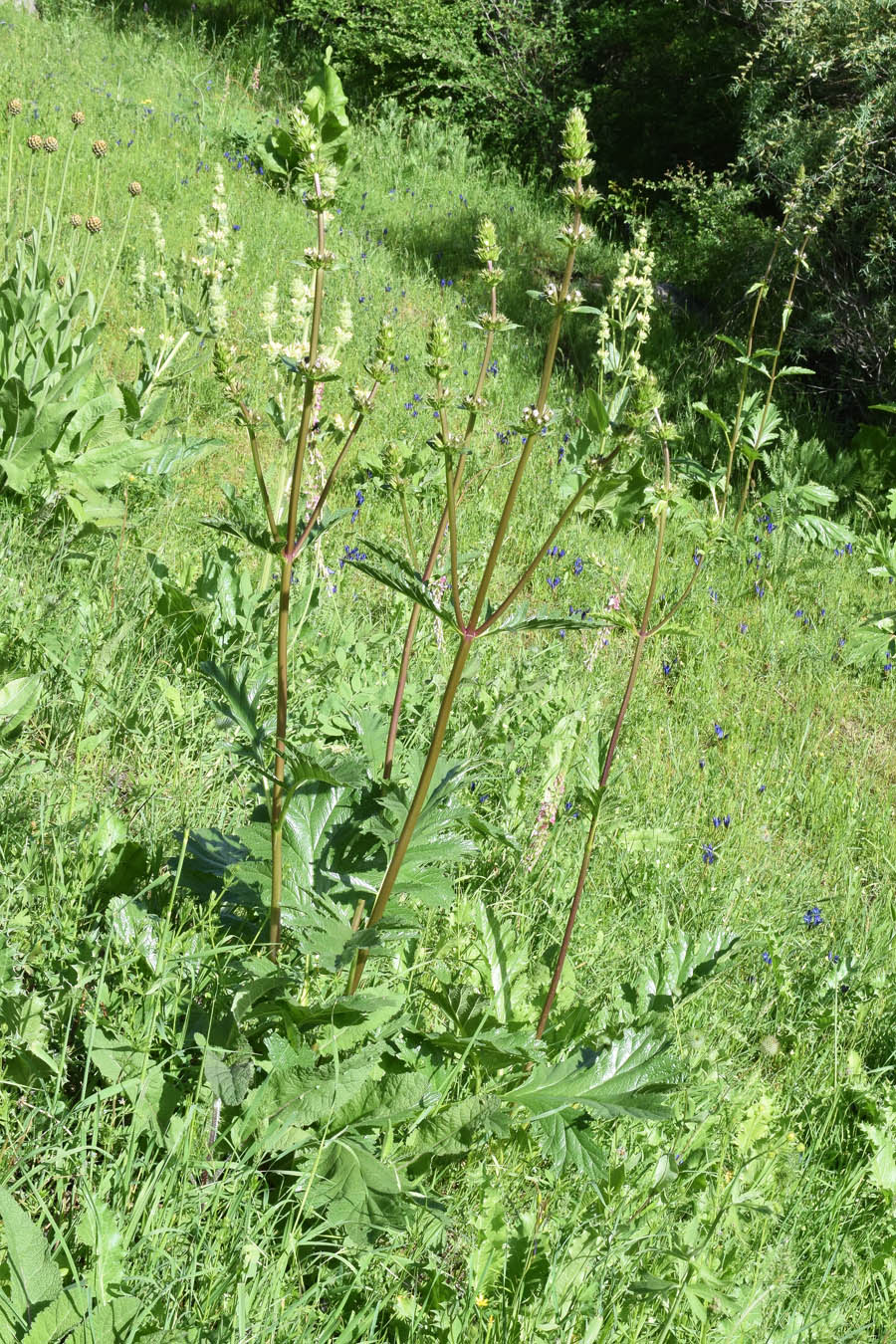 Image of Phlomoides lehmanniana specimen.