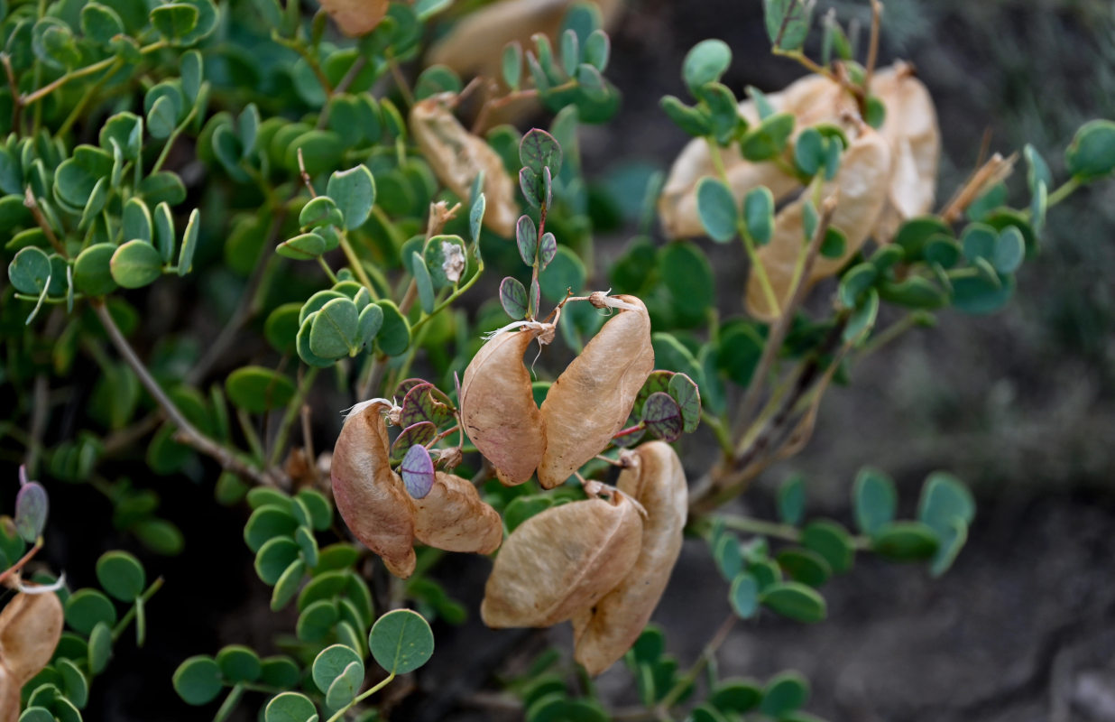 Изображение особи Colutea orientalis.