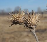 Serratula coronata. Раскрывшиеся соплодия-корзинки отмершего растения. Ульяновская обл., окр. г. Димитровград, пойма р. Бол. Черемшан, сыроватый луг, дубовое редколесье. 09.04.2023.