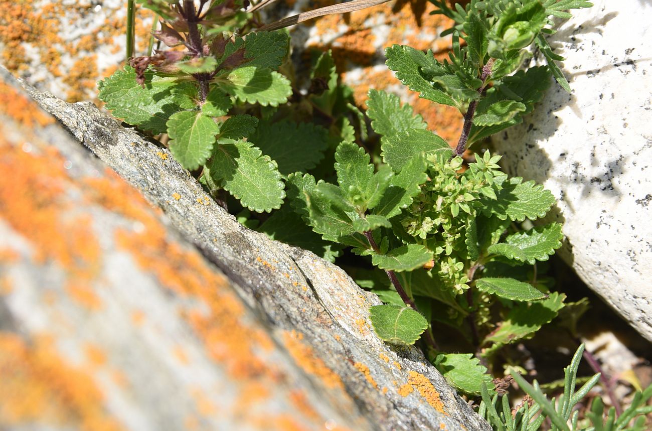 Изображение особи Teucrium chamaedrys.