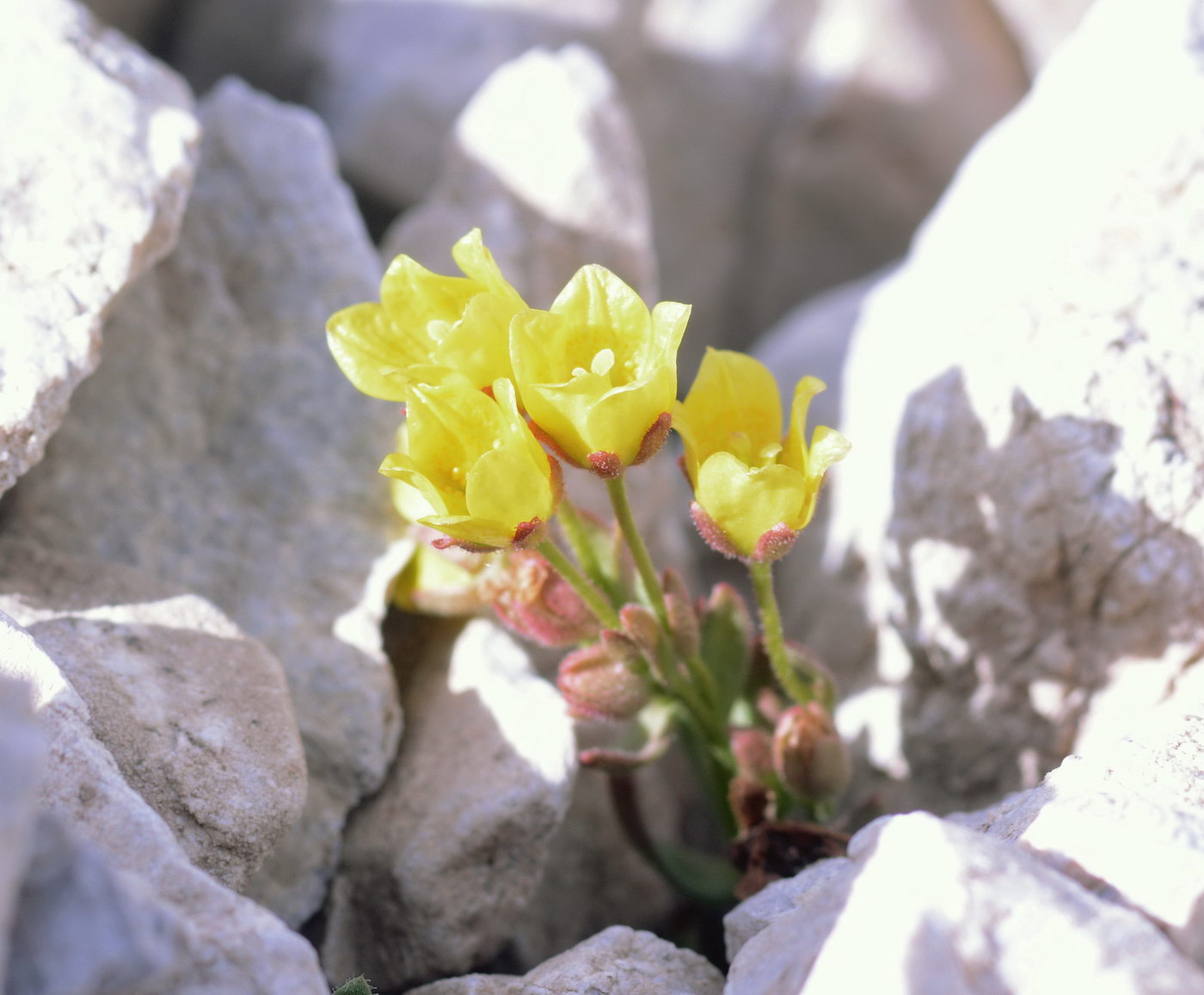 Image of Saxifraga stenophylla specimen.