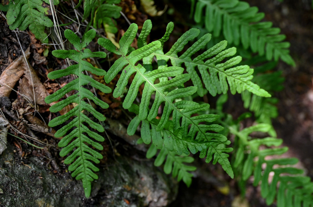 Изображение особи Polypodium vulgare.