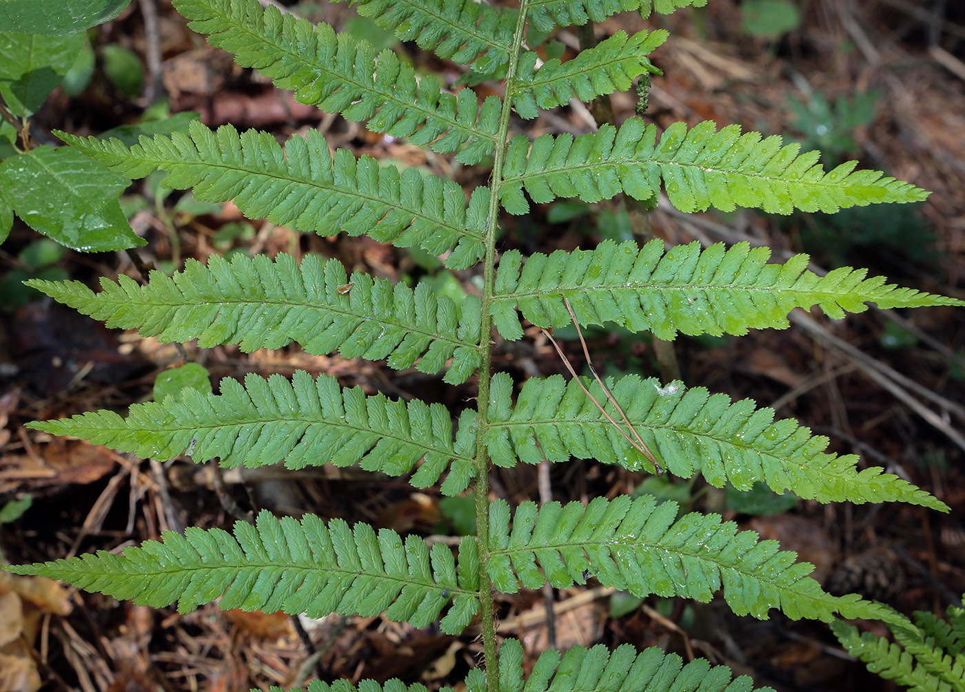 Image of Dryopteris filix-mas specimen.