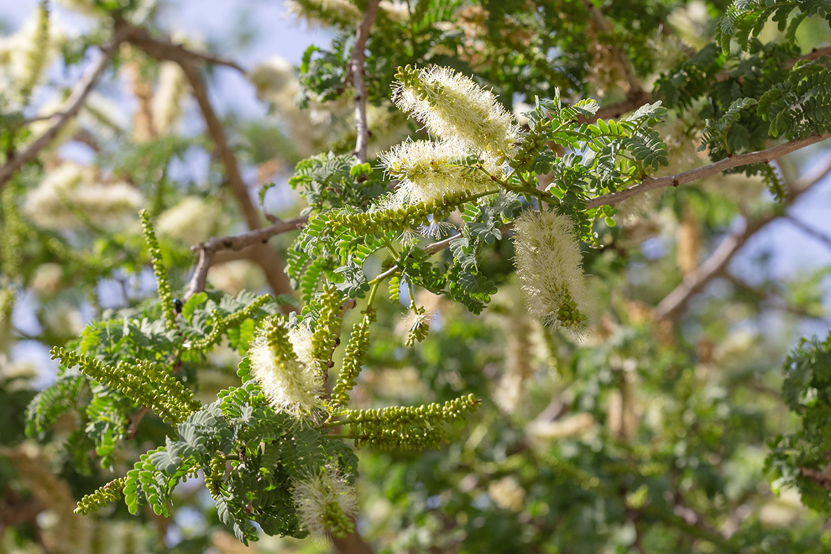 Image of Faidherbia albida specimen.