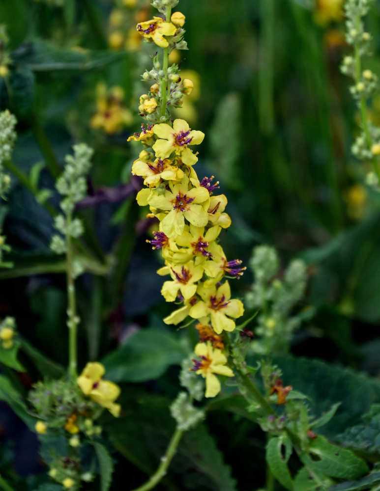 Изображение особи Verbascum marschallianum.