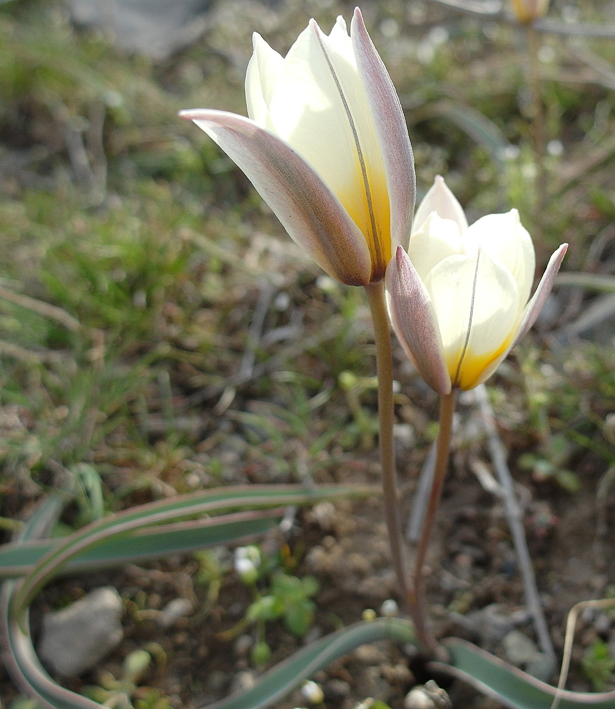 Image of Tulipa bifloriformis specimen.