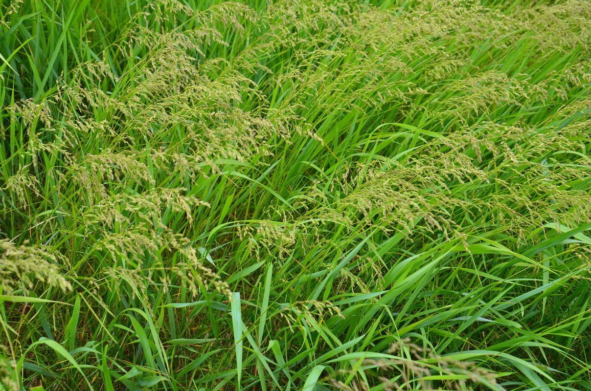 Изображение особи семейство Poaceae.